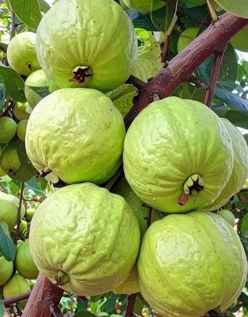 Beneficios de la Hoja de Guayaba