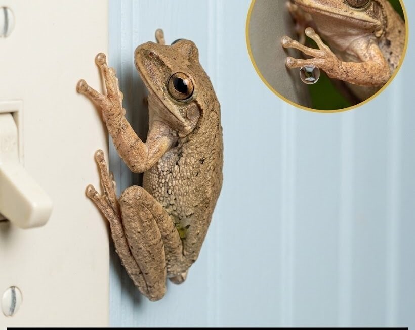 por qué las ranas llegan a las casas